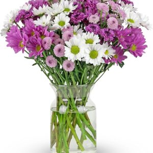 16 Stem Chrysanthemum Daisies