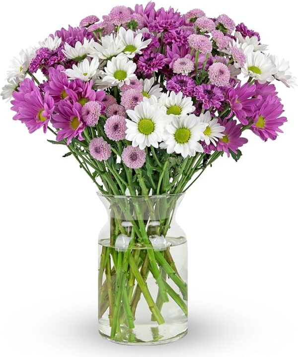 16 Stem Chrysanthemum Daisies