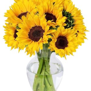 10 Stem Sunflowers (Glass Vase Included)