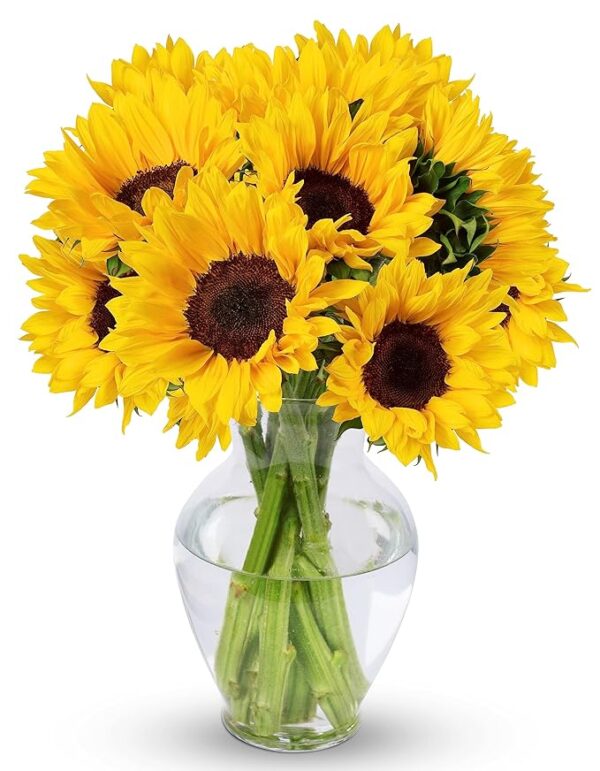 10 Stem Sunflowers (Glass Vase Included)